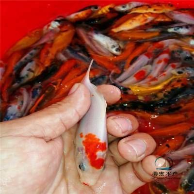廣東哪里有蝴蝶鯉魚苗(廣東地區蝴蝶鯉魚苗主要供應地) 蝴蝶鯉百科 第1張 廣東哪里有蝴蝶鯉魚苗(廣東地區蝴蝶鯉魚苗主要供應地) 廣東哪里有蝴蝶鯉魚苗(廣東地區蝴蝶鯉魚苗主要供應地) 蝴蝶鯉百科 第1張