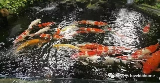 錦鯉趴缸底是什么原因怎么治療（錦鯉趴缸底是飼養(yǎng)過程中常見的異常行為可能由多種原因引起） 錦鯉趴缸底是什么原因怎么治療（錦鯉趴缸底是飼養(yǎng)過程中常見的異常行為可能由多種原因引起） 蝴蝶鯉百科 第2張