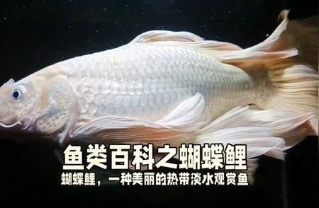 蝴蝶鯉圓頭的好還是尖頭的好(挑選蝴蝶鯉時頭部形狀(圓頭或尖頭)并非唯一決定品相的標準) 蝴蝶鯉百科 第1張 蝴蝶鯉圓頭的好還是尖頭的好(挑選蝴蝶鯉時頭部形狀(圓頭或尖頭)并非唯一決定品相的標準) 蝴蝶鯉圓頭的好還是尖頭的好(挑選蝴蝶鯉時頭部形狀(圓頭或尖頭)并非唯一決定品相的標準) 蝴蝶鯉百科 第1張