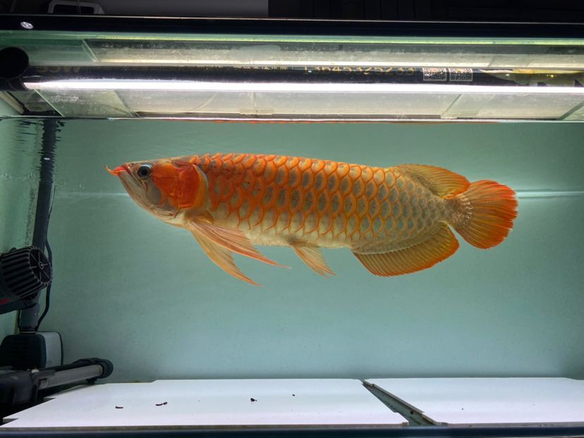 魚缸增氧機原理結構圖（魚缸增氧設備原理）