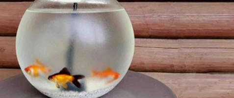 祥龍元寶鳳凰魚祥龍水族新品龍魚飼料第1張自古以來人類對鳳凰有著無比的信仰與尊崇鳳凰涅槃燃盡人世間的不快與恩怨換取人類的祥和與幸福它是幸福的使者是祥瑞與高貴的象征鳳凰所到之處則為
