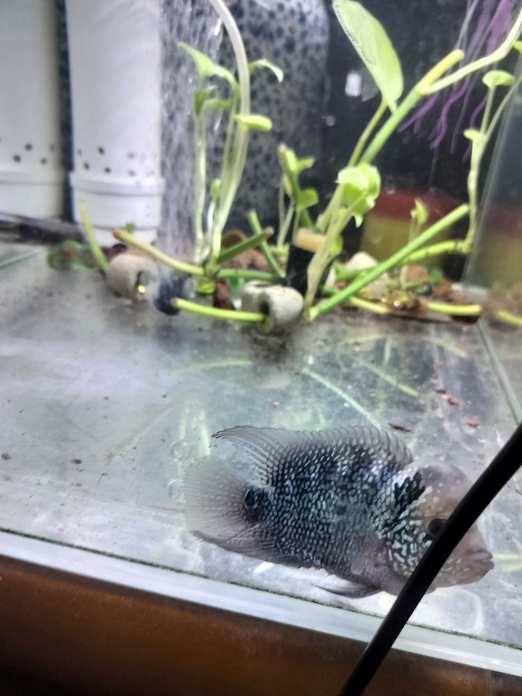 羅漢退沙過程 羅漢退沙過程 龍魚論壇