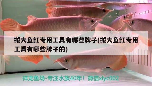 搬大魚缸專用工具有哪些牌子(搬大魚缸專用工具有哪些牌子的)