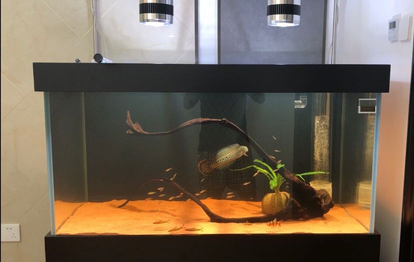 張掖觀賞魚市場申請光特億智能wifi水泵6000流量