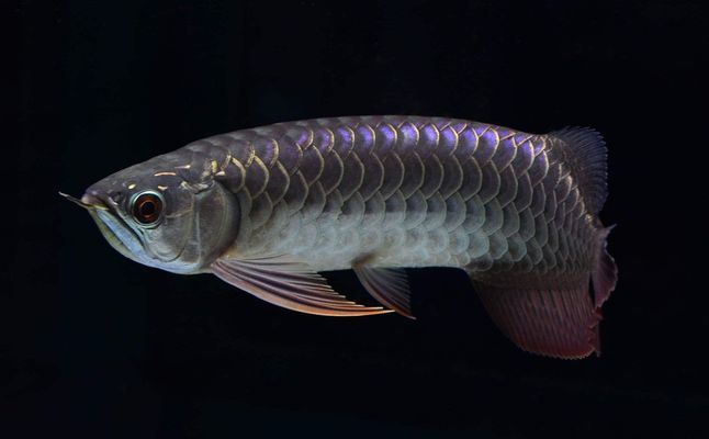 金龍魚在魚缸底下趴著不動怎么回事vs祥龍魚場：金龍魚在魚缸底下趴著不動可能是因為以下幾種情況