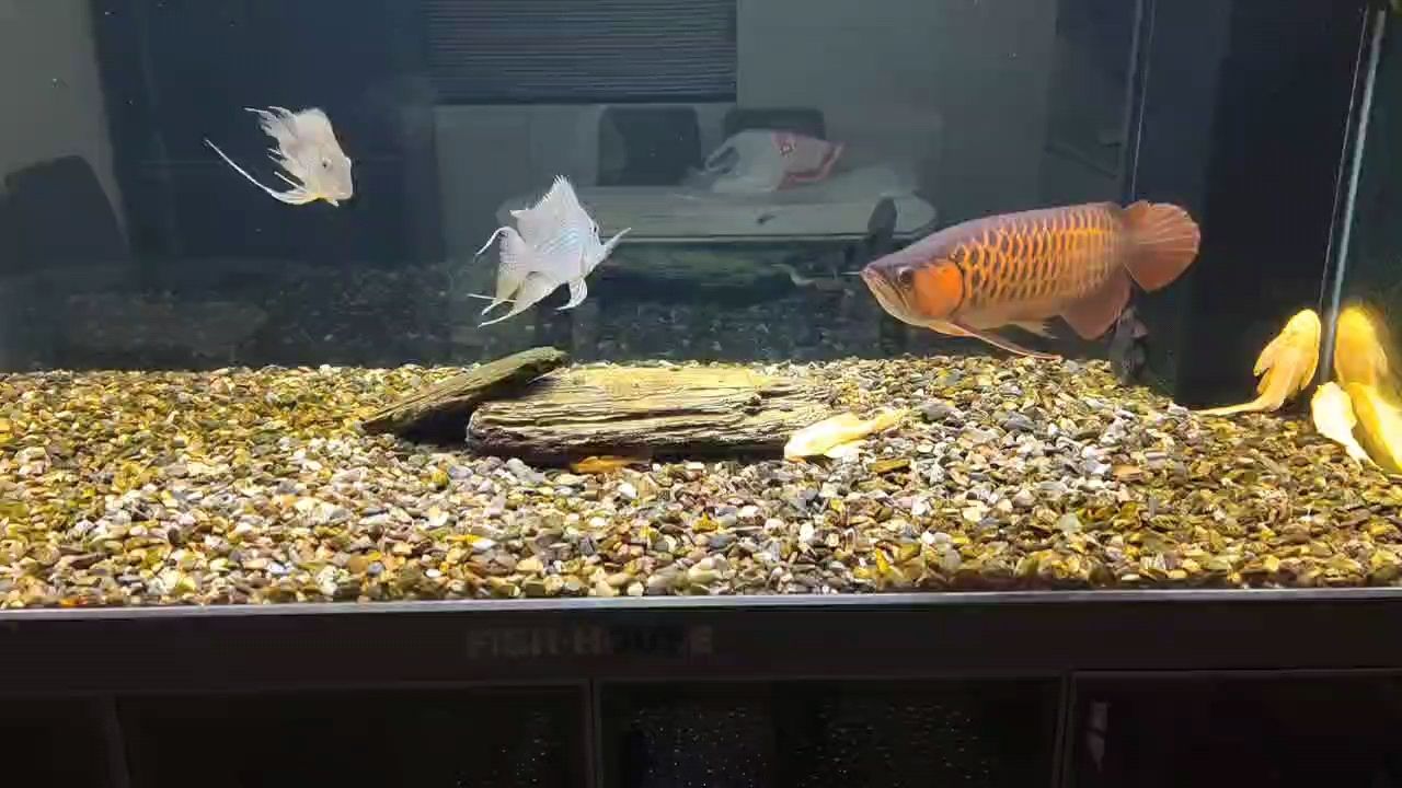 完犢子了，對不住了，怪我手賤 完犢子了，對不住了，怪我手賤 龍魚論壇