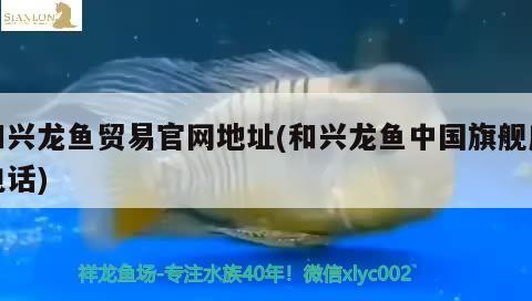 銀龍魚 和興龍魚貿(mào)易官網(wǎng)地址(和興龍魚中國旗艦店電話) 和興紅龍 和興龍魚貿(mào)易官網(wǎng)地址(和興龍魚中國旗艦店電話) 和興龍魚貿(mào)易官網(wǎng)地址(和興龍魚中國旗艦店電話) 和興紅龍