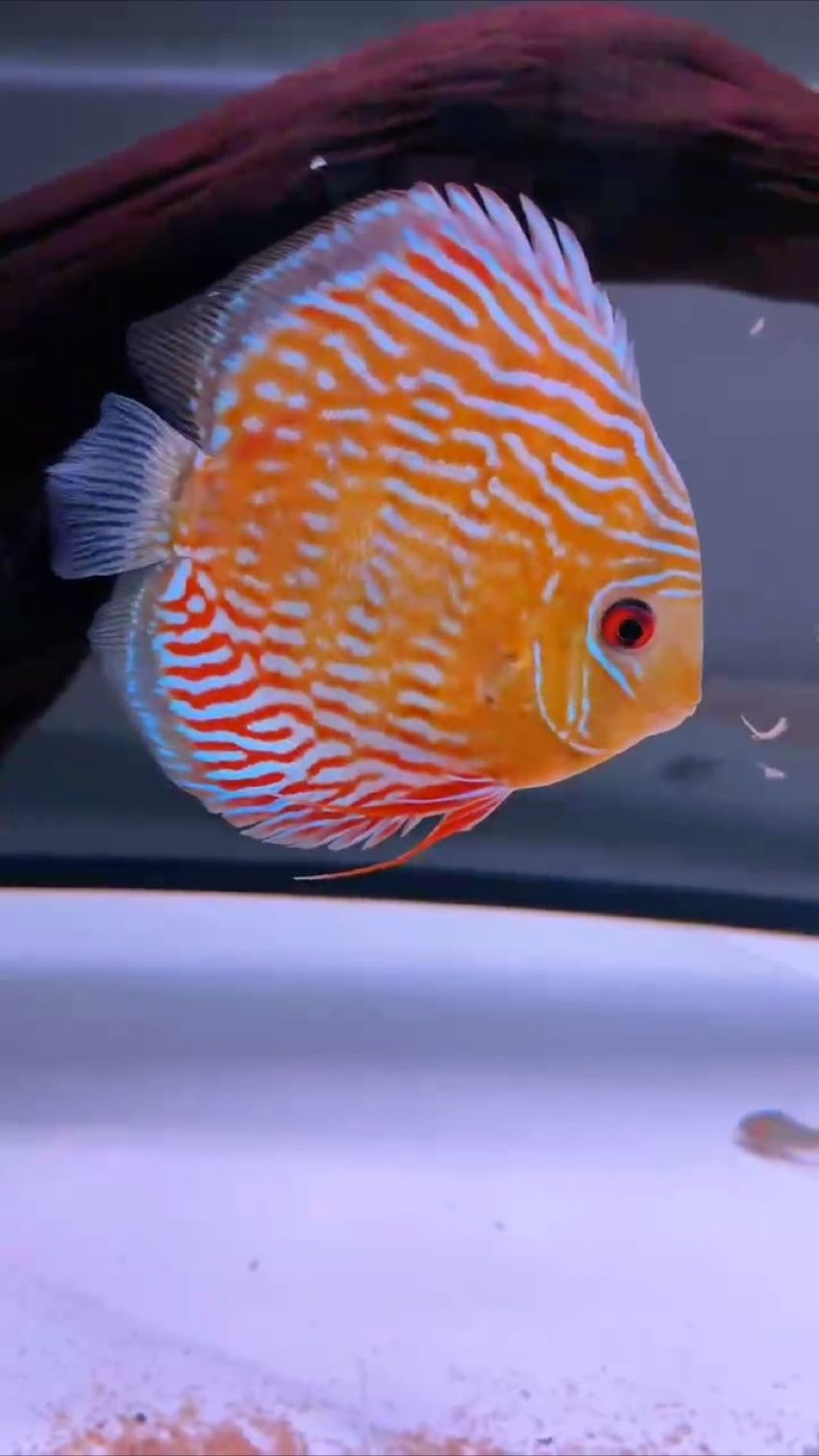 今日分享 龍魚論壇 第1張 今日分享 今日分享 龍魚論壇 第1張