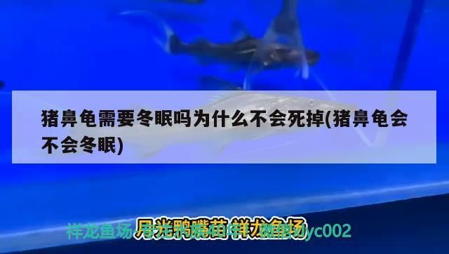 豬鼻龜需要冬眠嗎為什么不會死掉(豬鼻龜會不會冬眠)