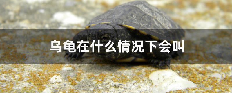 烏龜在什么情況下會叫 烏龜在什么情況下會叫 速倍妥魚糧魚藥