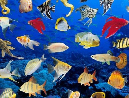 龍魚缸造景底沙怎么選擇，龍魚缸底沙哪種材質最耐用，適合水草生長的底沙品牌推薦 龍魚缸造景底沙怎么選擇，龍魚缸底沙哪種材質最耐用，適合水草生長的底沙品牌推薦 魚缸百科 第5張