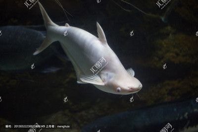 白鯊魚觀賞魚視頻（關于“白鯊魚觀賞魚視頻”的相關信息如下：影視綜視綜視頻）