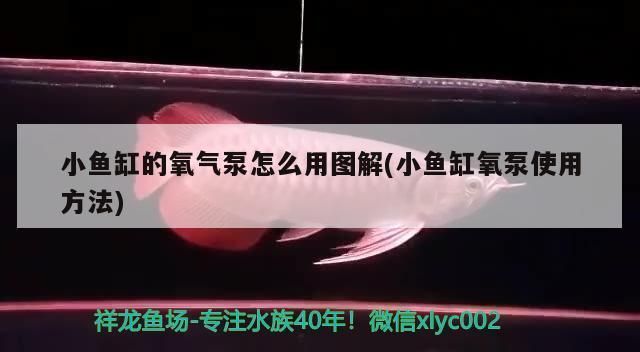 龍魚缸氧氣泵用不用一直開著vs祥龍魚場：龍魚缸氧氣泵使用指南