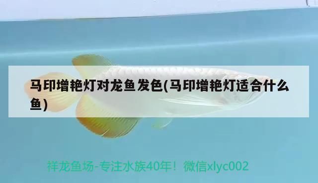 馬印增艷燈對龍魚發色(馬印增艷燈適合什么魚)