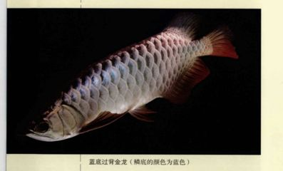 過背金龍魚喂什么發色好看圖片欣賞一下：標題：過背金龍魚的發色奧秘 過背金龍魚喂什么發色好看圖片欣賞一下：標題：過背金龍魚的發色奧秘 金龍魚百科 第3張