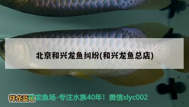 <strong><mark>北京</mark></strong>和興龍魚糾紛(和興龍魚總店)