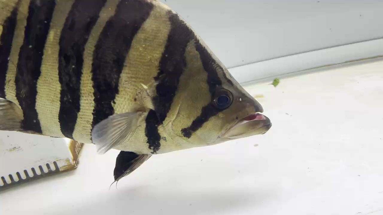 我的虎魚真菌感染了要怎么處理 嘴巴脫臼了。。。 龍魚論壇 嘴巴脫臼了。。。 嘴巴脫臼了。。。 龍魚論壇