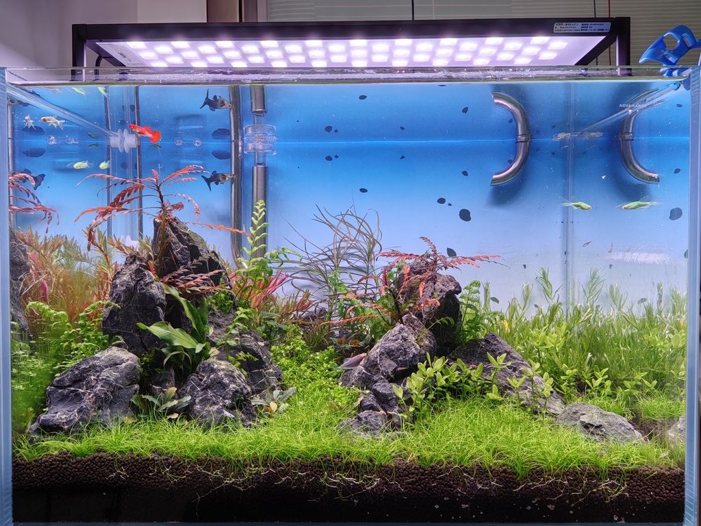 開始成景了 開始成景了 龍魚論壇