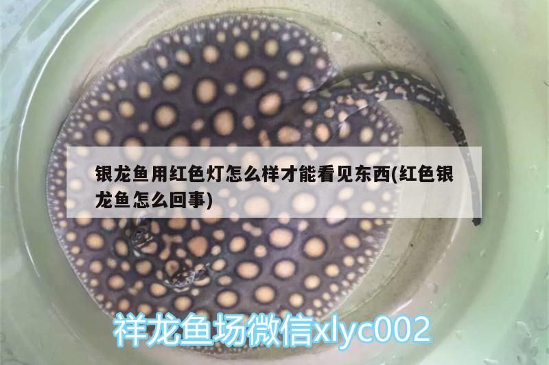 銀龍魚用紅色燈怎么樣才能看見東西(紅色銀龍魚怎么回事) 銀龍魚用紅色燈怎么樣才能看見東西(紅色銀龍魚怎么回事) 銀龍魚百科