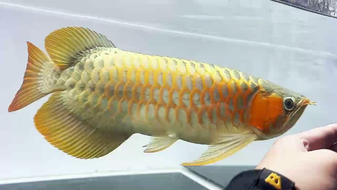 魚缸用增氧泵價格是多少:魚缸增氧機-xtrac增氧機-xtrac增氧機 這不帥?? 龍魚論壇 這不帥?? 這不帥?? 龍魚論壇