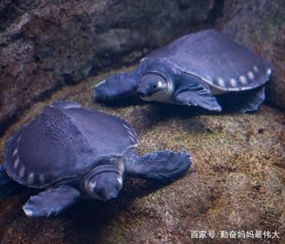 豬鼻龜生長速度快嗎：豬鼻龜的生長速度