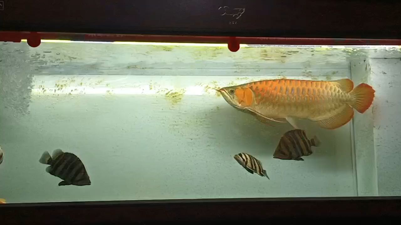 一年6個月，紅龍魚打卡[dabing][dabing][dabing]