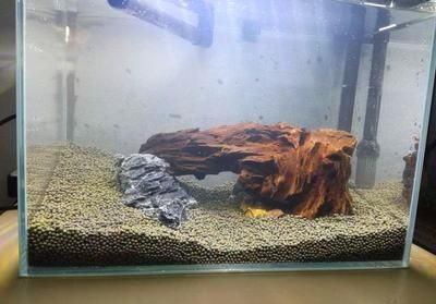 380的魚缸養多少魚最好：關于魚缸養魚的一些建議