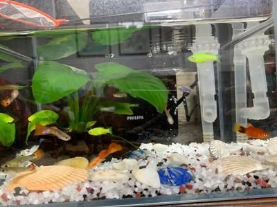 23厘米魚缸可以養(yǎng)多少斑馬魚：斑馬魚的飼養(yǎng)密度 23厘米魚缸可以養(yǎng)多少斑馬魚：斑馬魚的飼養(yǎng)密度 魚缸百科 第2張