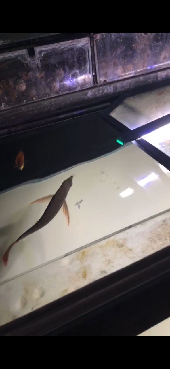 四子王旗金龍魚簡筆畫步驟，有沒有金龍魚的繪畫視頻教程？（四子王旗金龍魚的簡筆畫步驟）