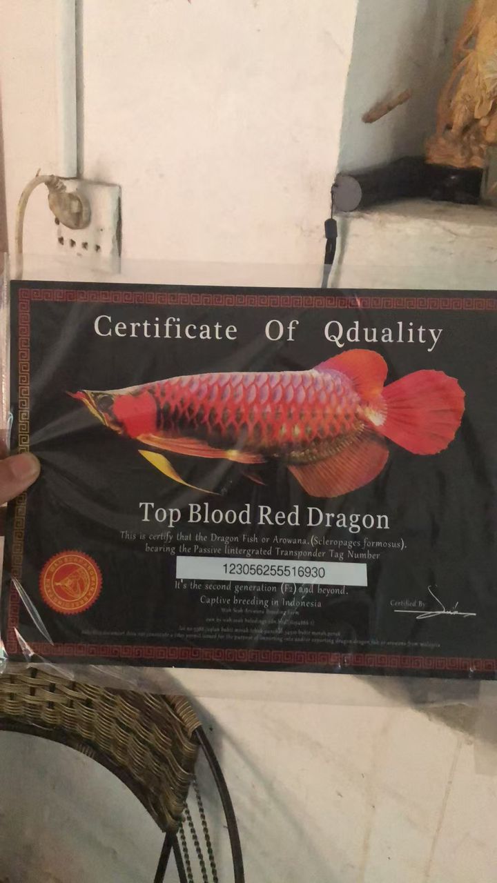 出紅龍虎魚魚缸