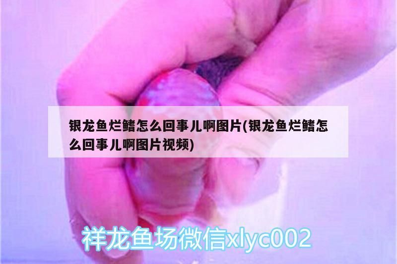 銀龍魚爛鰭怎么回事兒啊圖片(銀龍魚爛鰭怎么回事兒啊圖片視頻)