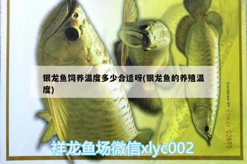 銀龍魚飼養(yǎng)溫度多少合適呀(銀龍魚的養(yǎng)殖溫度) 銀龍魚飼養(yǎng)溫度多少合適呀(銀龍魚的養(yǎng)殖溫度) 銀龍魚百科