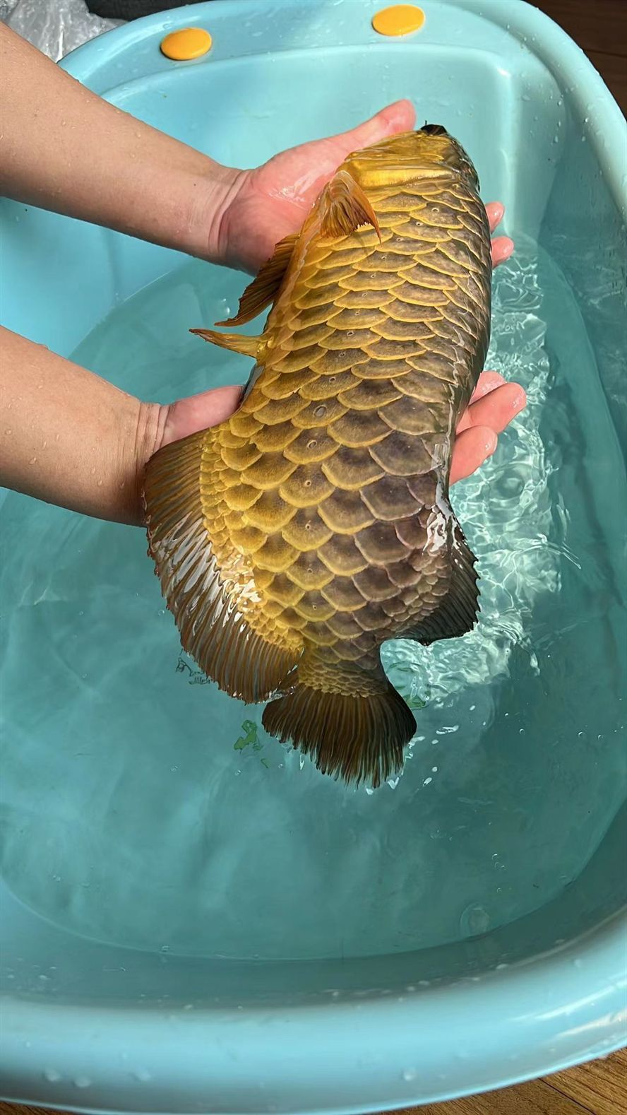 龍魚血統很重要 龍魚血統很重要 龍魚論壇 第2張