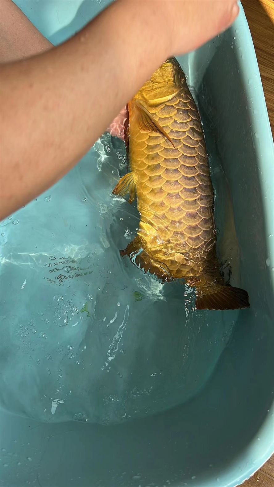 龍魚血統很重要 龍魚血統很重要 龍魚論壇 第3張