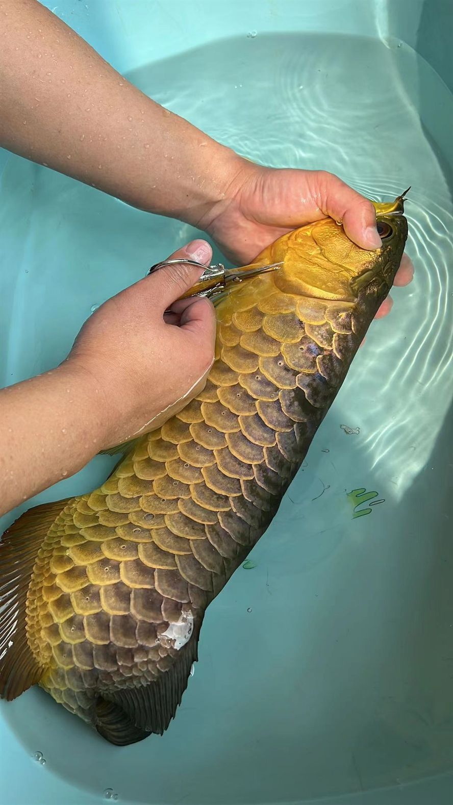 龍魚血統很重要 龍魚血統很重要 龍魚論壇 第4張