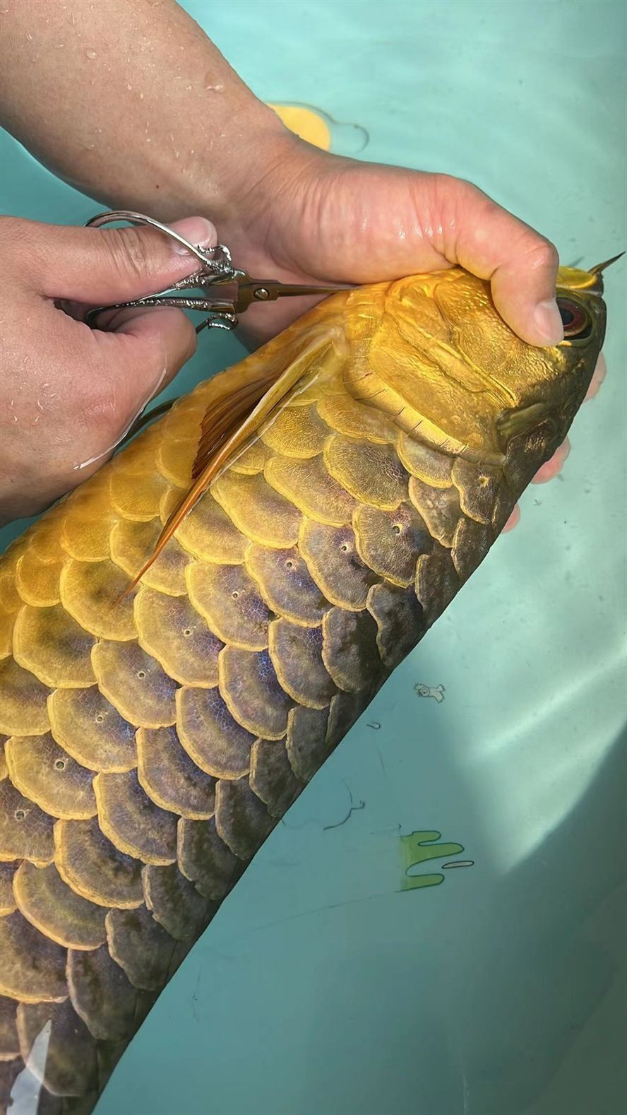 龍魚血統很重要 龍魚血統很重要 龍魚論壇 第5張