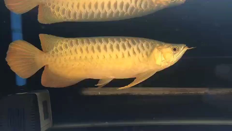 先形后色 先形后色 龍魚論壇