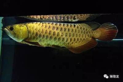 龍魚得了水霉病怎么治療vs祥龍魚場(chǎng)：龍魚得了水霉病怎么辦 龍魚得了水霉病怎么治療vs祥龍魚場(chǎng)：龍魚得了水霉病怎么辦 vs祥龍魚場(chǎng) 第4張