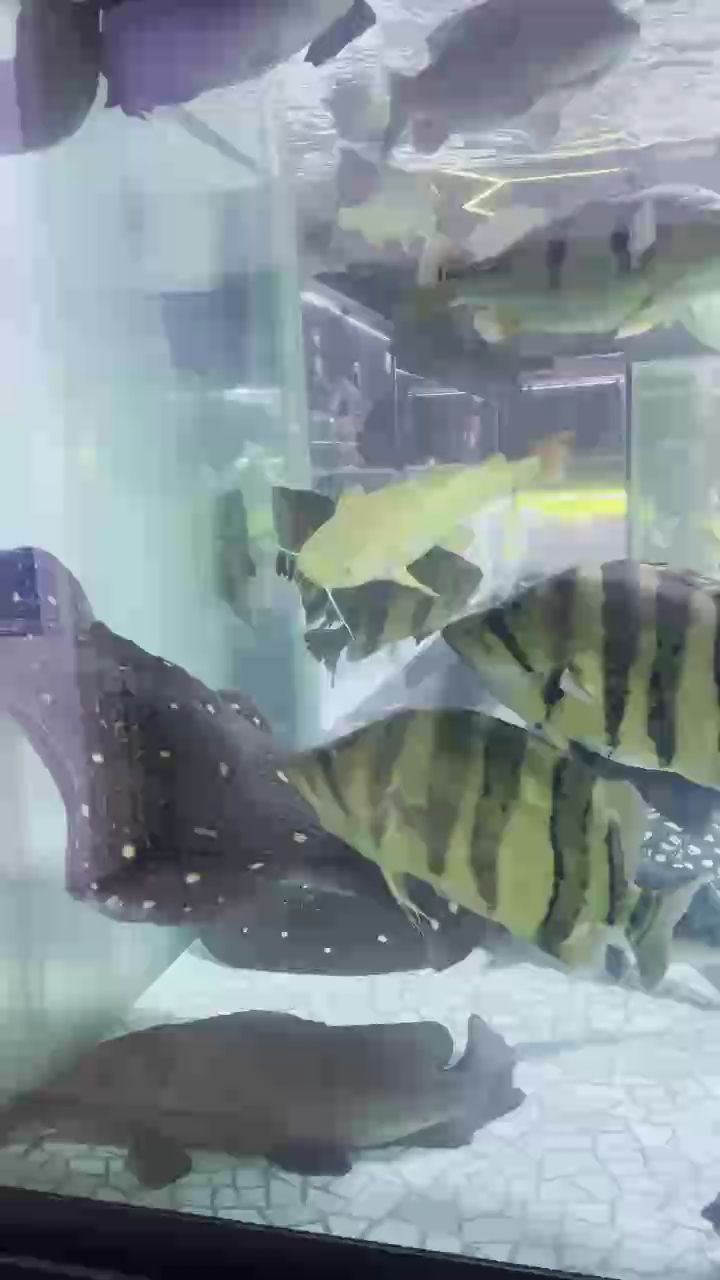 大大以大大