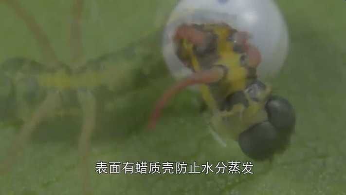 蝴蝶春夏秋冬的成長過程（蝴蝶幼蟲如何蛻變成蛹）