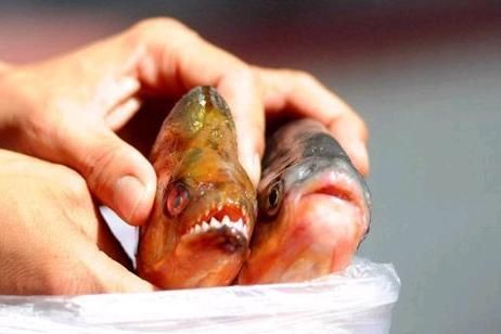 虎魚食用Hikari飼料的長期效果,虎魚食用hikari飼料對虎魚的生長和健康有顯著影響 虎魚百科 第4張 虎魚食用Hikari飼料的長期效果,虎魚食用hikari飼料對虎魚的生長和健康有顯著影響 虎魚食用Hikari飼料的長期效果,虎魚食用hikari飼料對虎魚的生長和健康有顯著影響 虎魚百科 第4張