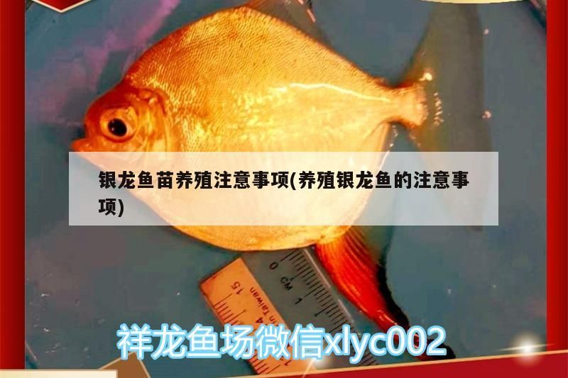銀龍魚苗養殖注意事項(養殖銀龍魚的注意事項) 銀龍魚苗養殖注意事項(養殖銀龍魚的注意事項) 銀龍魚百科