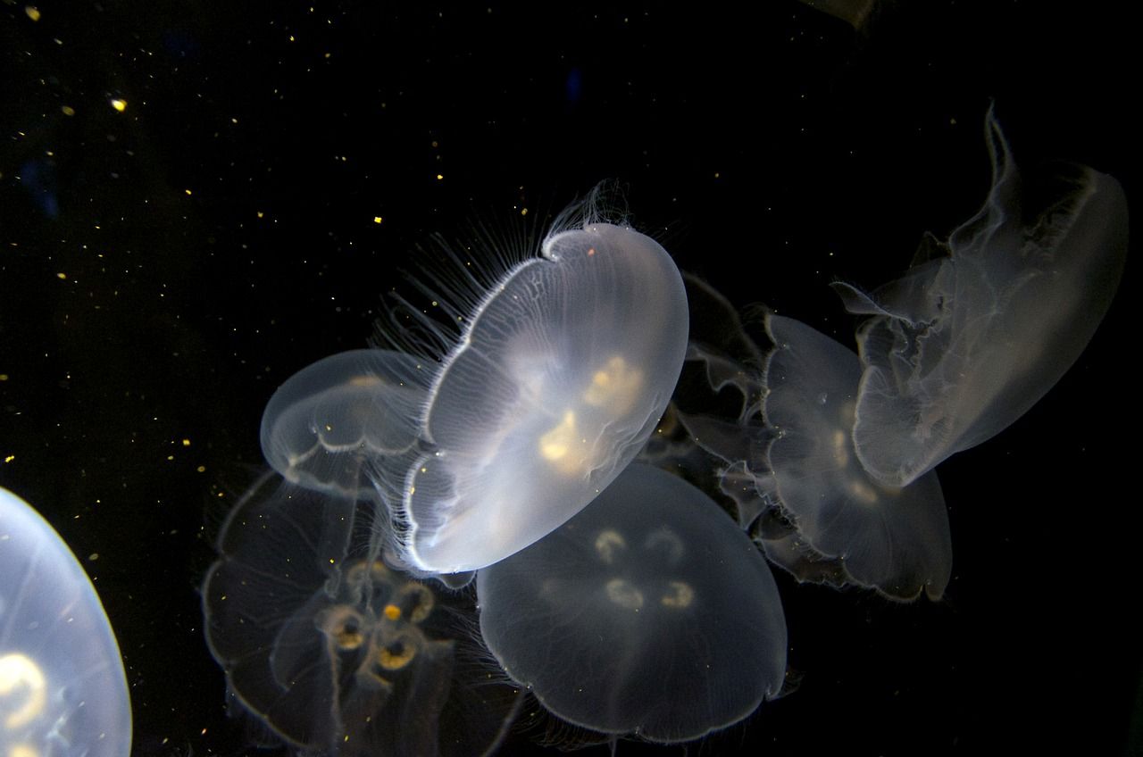 龍魚撞缸的原因有哪些癥狀圖片大全（龍魚撞缸會不會撞死）