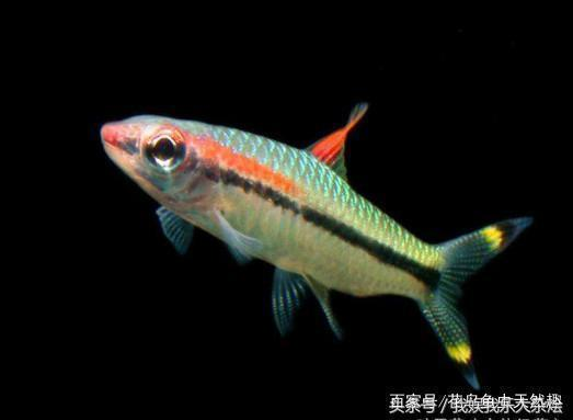 魚缸用增氧泵價(jià)格是多少:魚缸增氧機(jī)-xtrac增氧機(jī)-xtrac增氧機(jī) 吉印大道地鐵站有幾個(gè)出口(吉印大道地鐵站是幾號(hào)線) 吉印水族 吉印大道地鐵站有幾個(gè)出口(吉印大道地鐵站是幾號(hào)線) 吉印大道地鐵站有幾個(gè)出口(吉印大道地鐵站是幾號(hào)線) 吉印水族