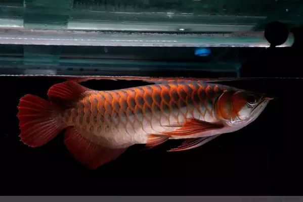 龍魚吃了異物怎么辦vs祥龍魚場：龍魚吃了異物怎么辦，祥龍魚場的龍魚品種介紹