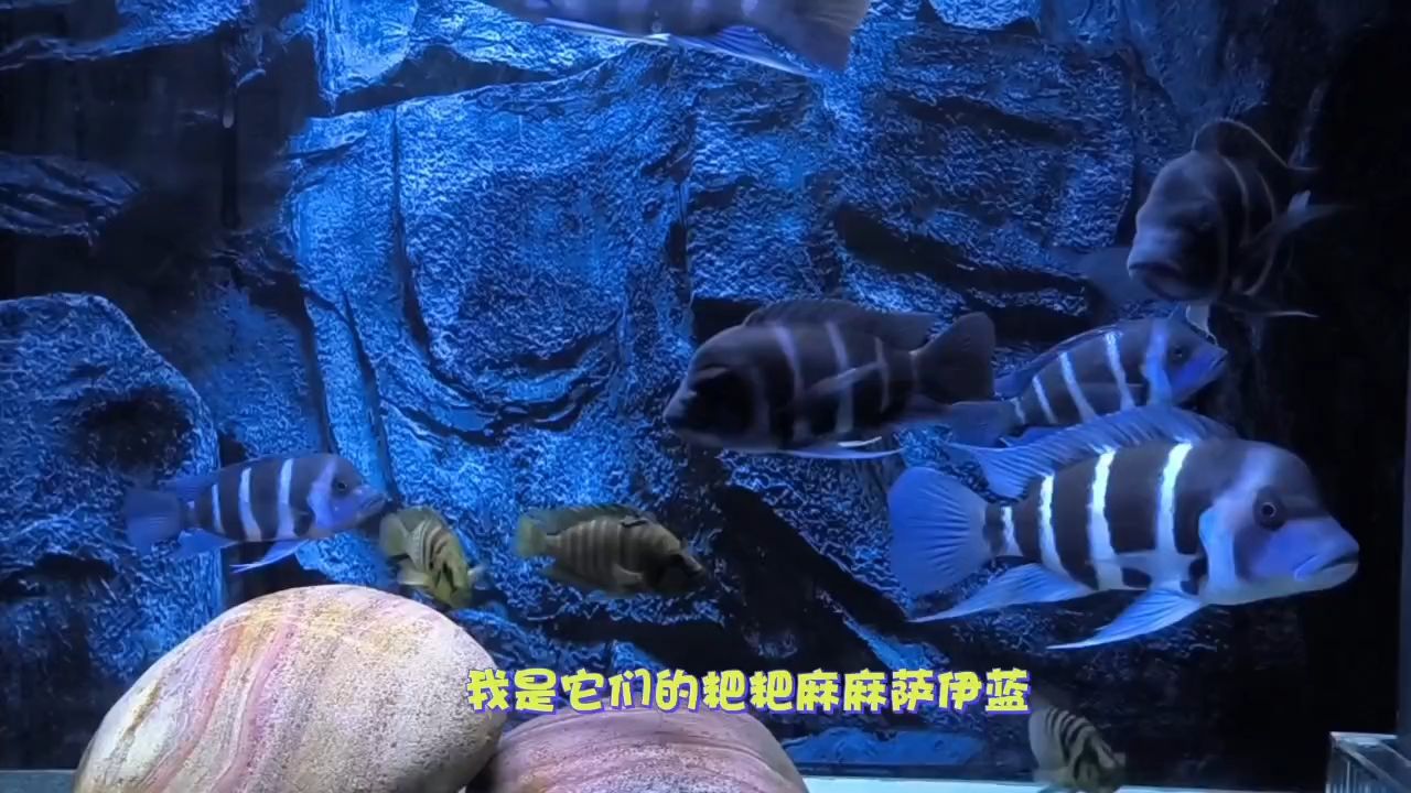 薩伊藍一家親 薩伊藍一家親 龍魚論壇