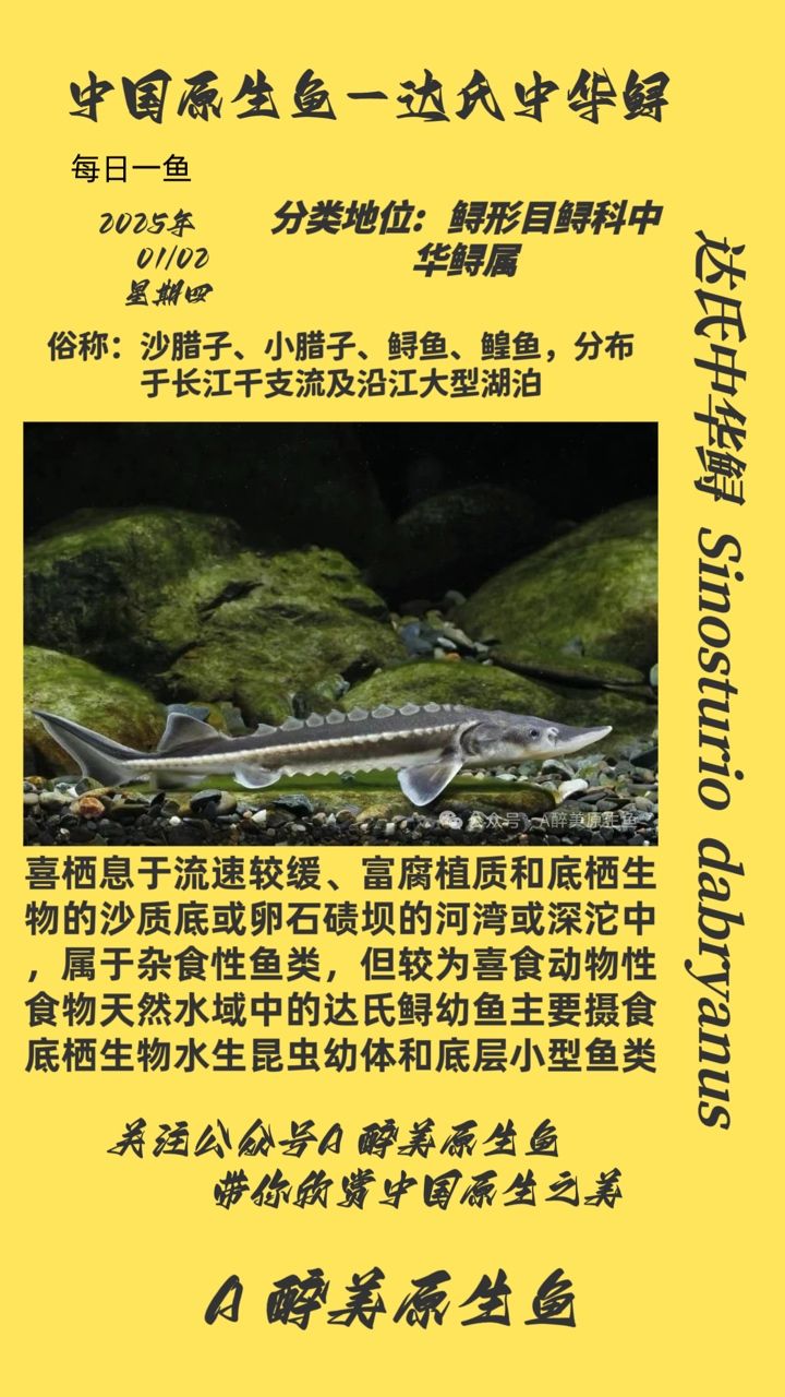 達氏中華鱘