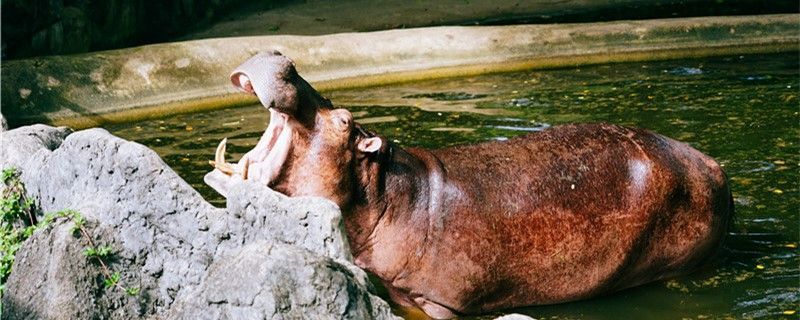 河馬是陸地動物還是水生動物生活在哪里 河馬是陸地動物還是水生動物生活在哪里 九鼎魚缸
