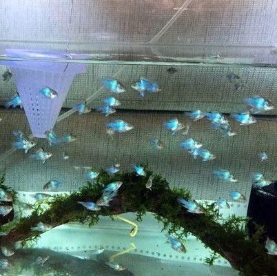 觀賞魚連鎖店排名榜前十（上海市觀賞魚連鎖店排名榜前十）