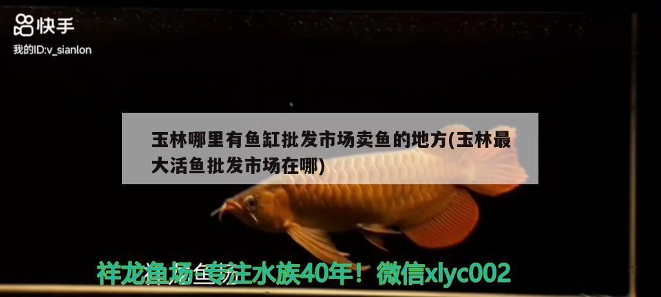 玉林哪里有魚缸批發市場賣魚的地方(玉林最大活魚批發市場在哪) 玉林哪里有魚缸批發市場賣魚的地方(玉林最大活魚批發市場在哪) 可麗愛魚缸